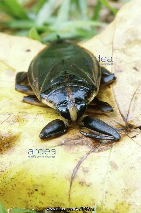 : Eastern Toe-biter (Lethocerus griseus) : Eastern Toe-biter (Lethocerus griseus)