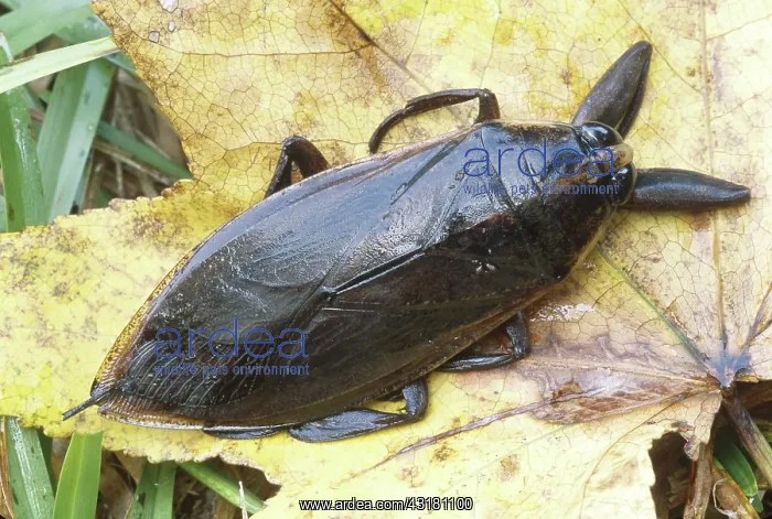 : Eastern Toe-biter (Lethocerus griseus) : Eastern Toe-biter (Lethocerus griseus)