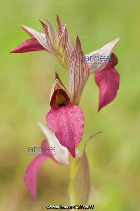 : Eastern Tongue Orchid : Eastern Tongue Orchid