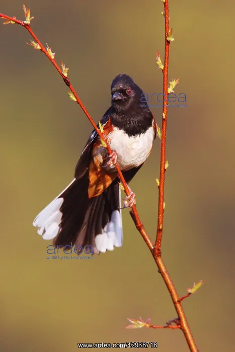 : Eastern Towhee - male : Eastern Towhee - male