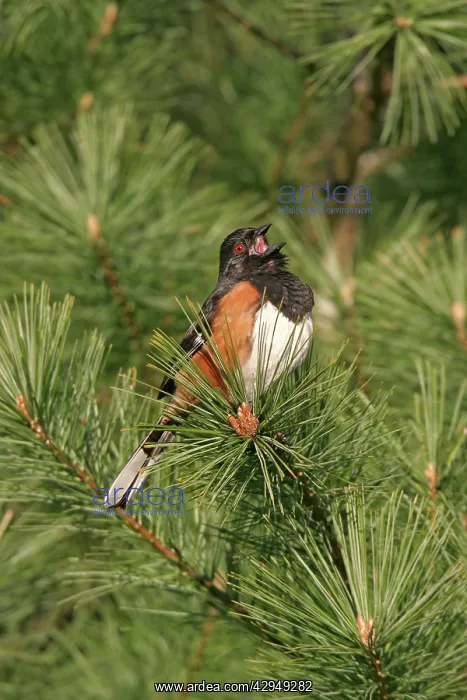: Eastern Towhee - male : Eastern Towhee - male