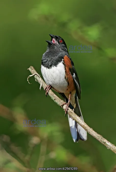 : Eastern Towhee - male : Eastern Towhee - male
