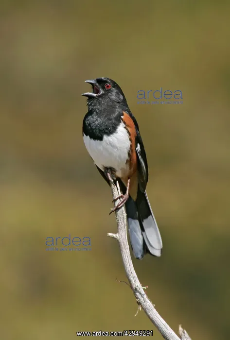 : Eastern Towhee - male : Eastern Towhee - male