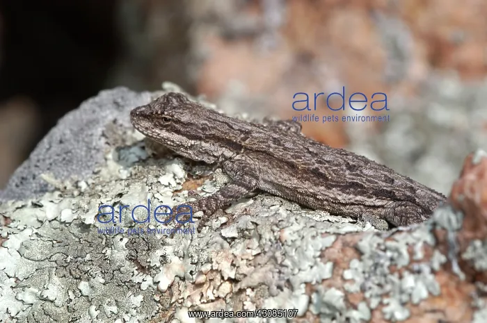 : Eastern Tree Lizard : Eastern Tree Lizard