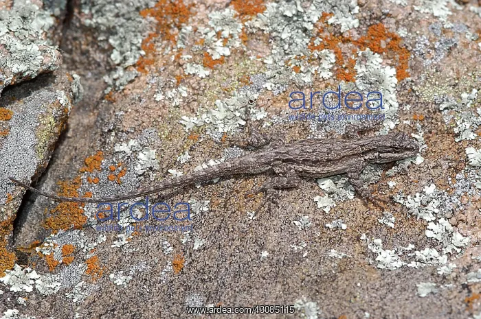 : Eastern Tree Lizard : Eastern Tree Lizard