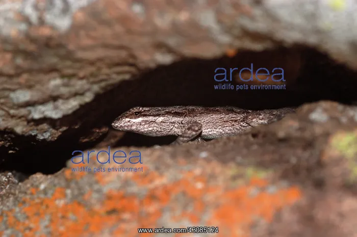 : Eastern Tree Lizard : Eastern Tree Lizard