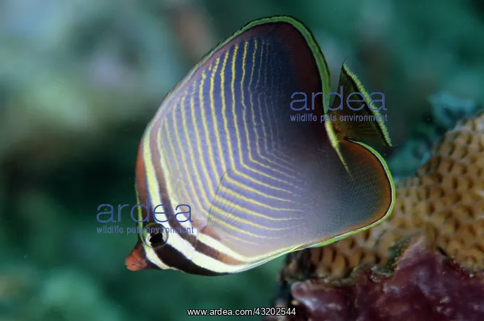  : Eastern Triangular Butterflyfish - Pulau Viawar