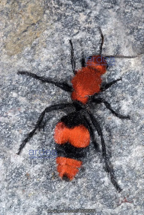 : Eastern Velvet Ant : Eastern Velvet Ant