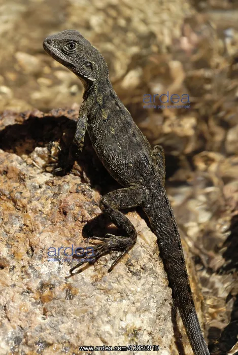 : Eastern Water Dragon : Eastern Water Dragon