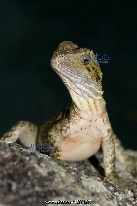: Eastern Water Dragon - juvenile about 18 months : Eastern Water Dragon - juvenile about 18 months