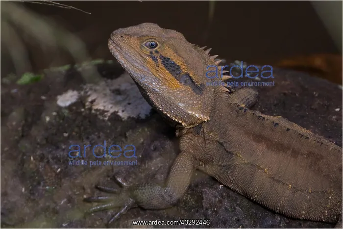 : Eastern Water Dragon - resting on a rock - Davies : Eastern Water Dragon - resting on a rock - Davies