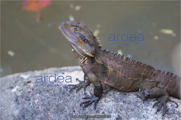 : Eastern Water Dragon - resting on a rock - Davies : Eastern Water Dragon - resting on a rock - Davies