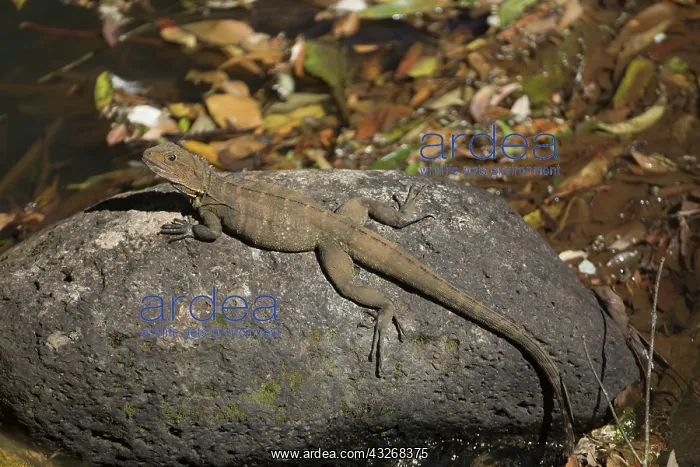 : Eastern Water Dragon - Sunning itself on a rock : Eastern Water Dragon - Sunning itself on a rock