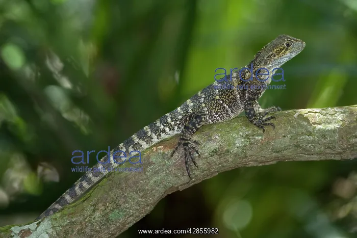 : Eastern Waterdragon - adult sitting motionless : Eastern Waterdragon - adult sitting motionless