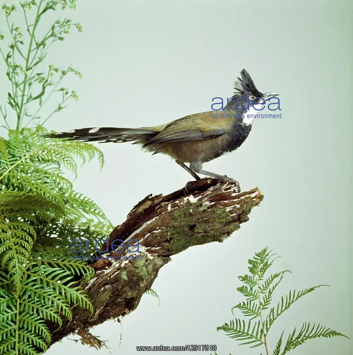: EASTERN WHIPBIRD : EASTERN WHIPBIRD
