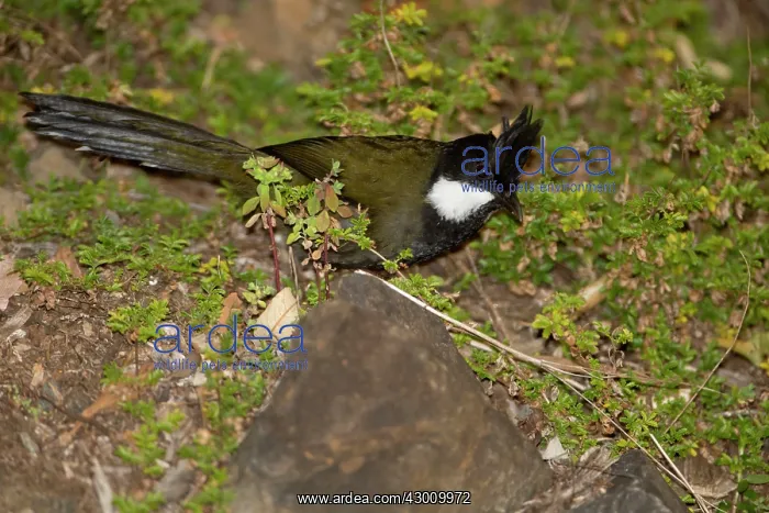 : Eastern Whipbird : Eastern Whipbird