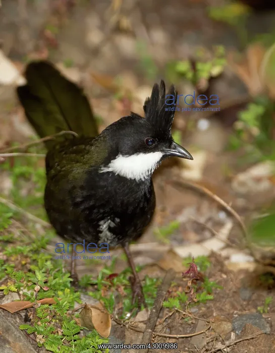 : Eastern Whipbird : Eastern Whipbird
