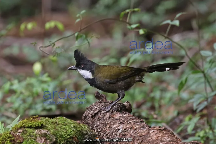  : Eastern Whipbird