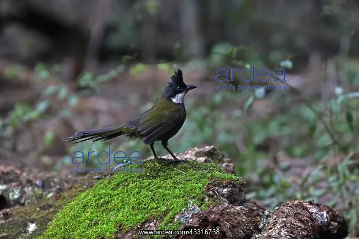  : Eastern Whipbird