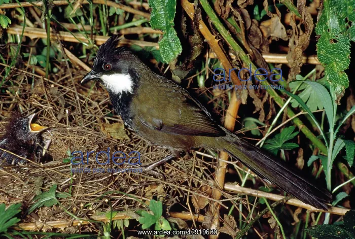 : Eastern Whipbird - adult at nest with young : Eastern Whipbird - adult at nest with young