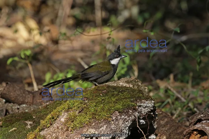 : Eastern Whipbird after a bath : Eastern Whipbird after a bath