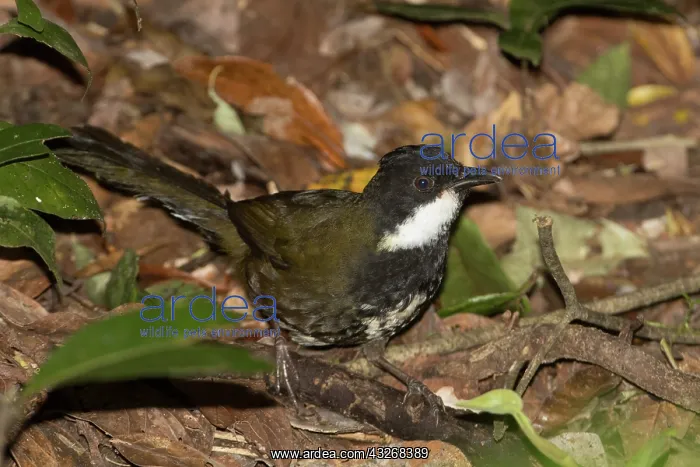 : Eastern Whipbird - Foraging on the ground - Mt : Eastern Whipbird - Foraging on the ground - Mt