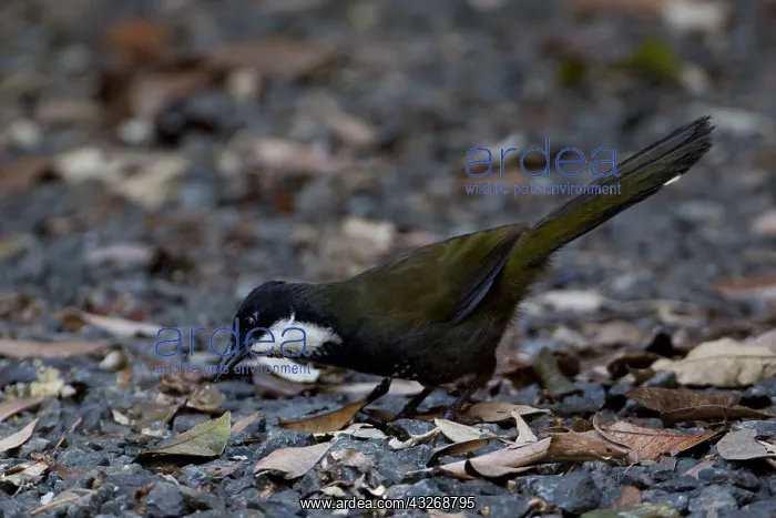 : Eastern Whipbird - Foraging in a rainforest clearing : Eastern Whipbird - Foraging in a rainforest clearing