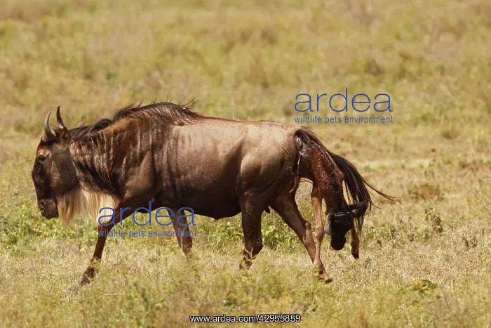 : Eastern White-bearded Wildebeest calving : Eastern White-bearded Wildebeest calving
