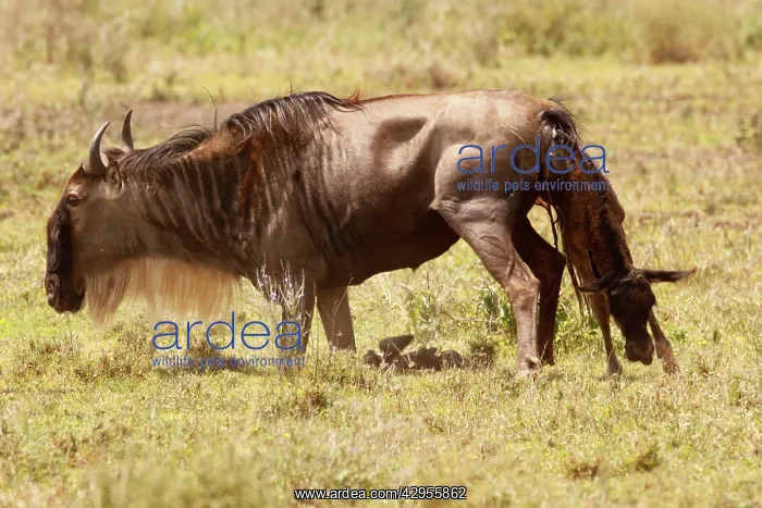 : Eastern White-bearded Wildebeest calving : Eastern White-bearded Wildebeest calving