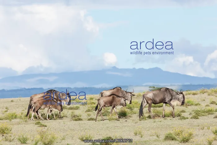 : Eastern white-bearded wildebeest (Connochaetes : Eastern white-bearded wildebeest (Connochaetes