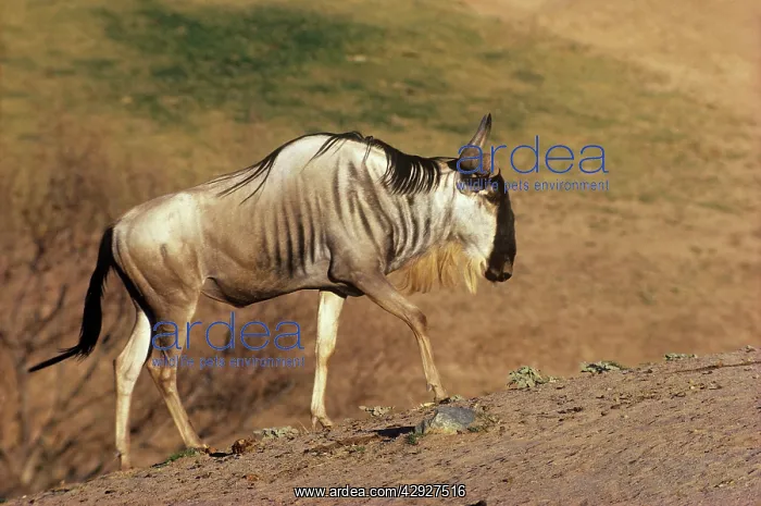 : Eastern White-bearded WILDEBEESTE (Gnu) : Eastern White-bearded WILDEBEESTE (Gnu)