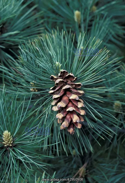 : Eastern White Pine : Eastern White Pine