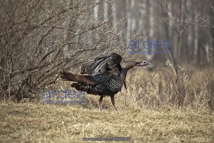 : Eastern Wild Turkey : Eastern Wild Turkey