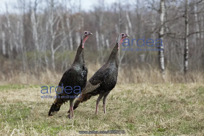 : Eastern Wild Turkey : Eastern Wild Turkey