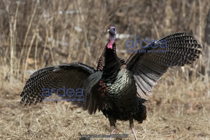 : Eastern Wild Turkey : Eastern Wild Turkey