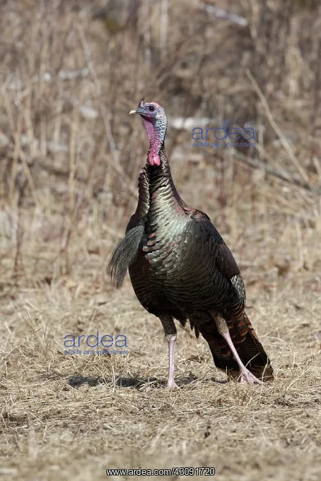 : Eastern Wild Turkey : Eastern Wild Turkey