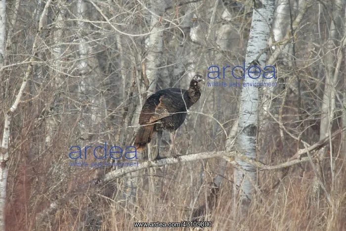 : Eastern Wild Turkey : Eastern Wild Turkey