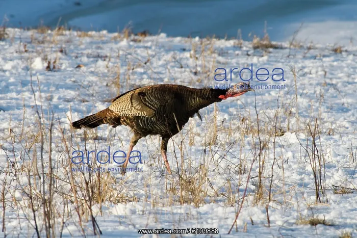 : Eastern Wild Turkey : Eastern Wild Turkey