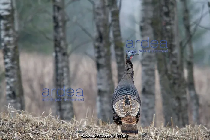 : Eastern Wild Turkey : Eastern Wild Turkey