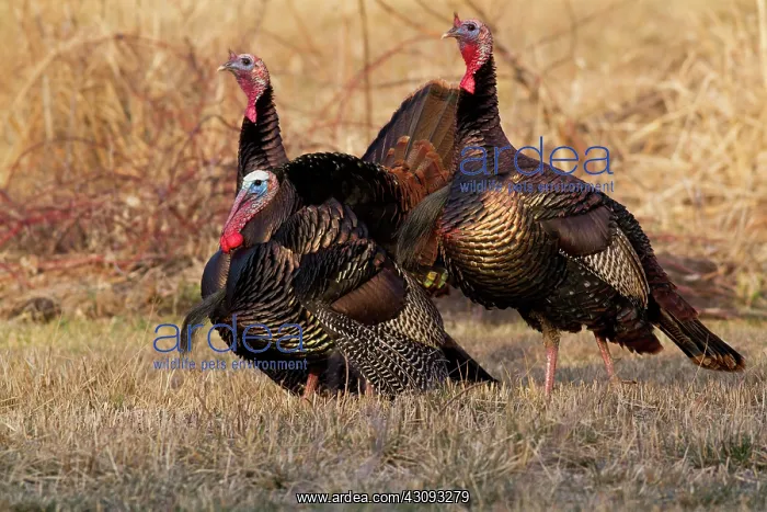 : Eastern Wild Turkeys : Eastern Wild Turkeys