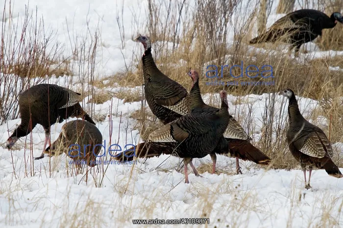 : Eastern Wild Turkeys : Eastern Wild Turkeys