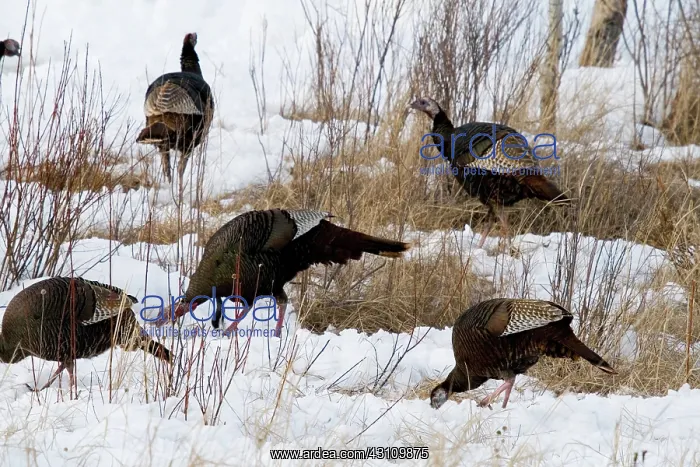  : Eastern Wild Turkeys