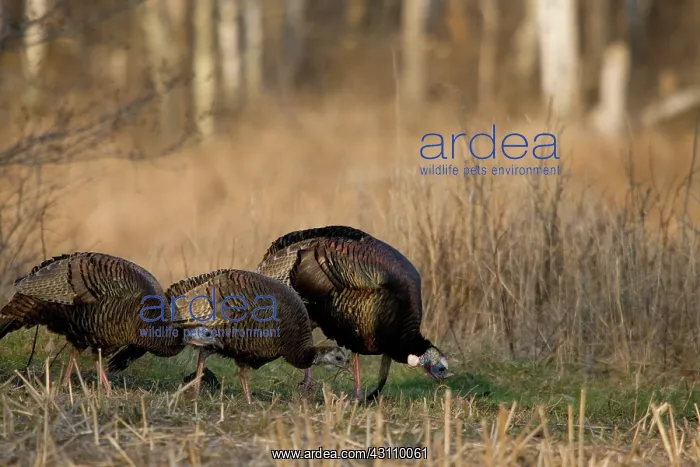 : Eastern Wild Turkeys : Eastern Wild Turkeys