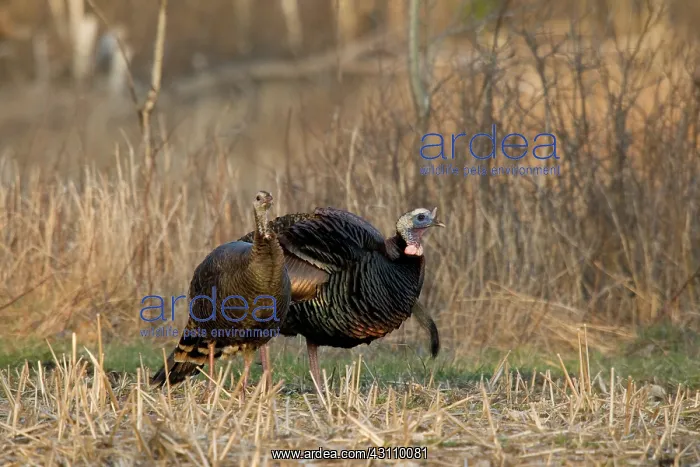 : Eastern Wild Turkeys : Eastern Wild Turkeys