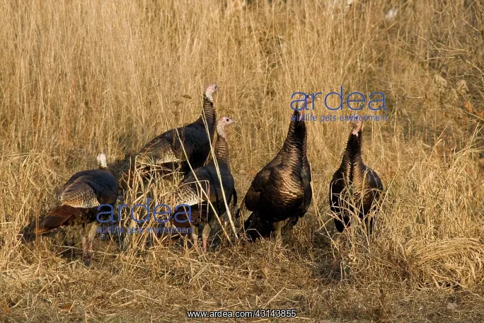 : Eastern Wild Turkeys : Eastern Wild Turkeys