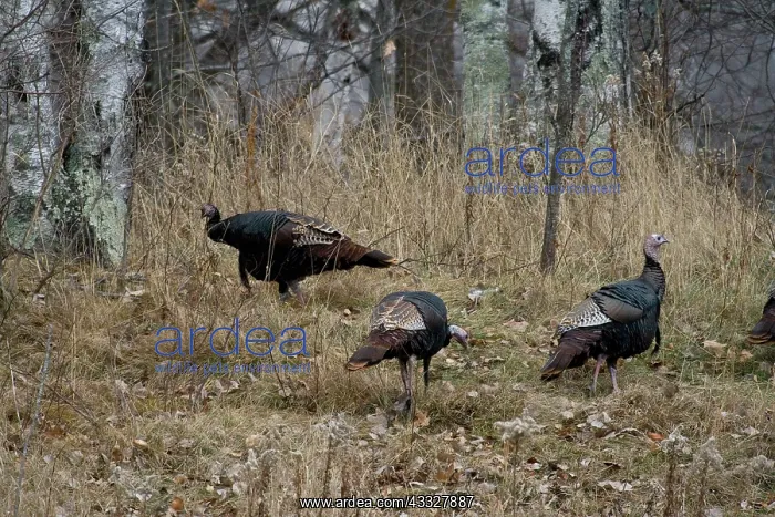 : Eastern Wild Turkeys : Eastern Wild Turkeys