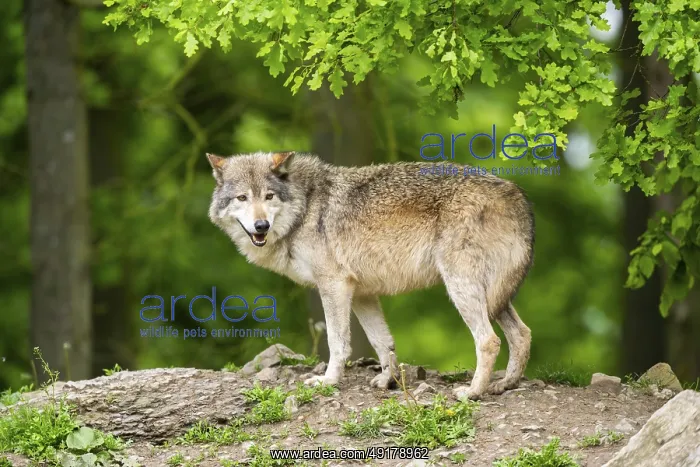 : Eastern wolf (Canis lupus lycaon) standing on a little hill : Eastern wolf (Canis lupus lycaon) standing on a little hill