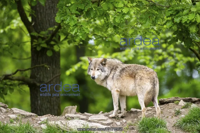 : Eastern wolf (Canis lupus lycaon) standing on a little hill : Eastern wolf (Canis lupus lycaon) standing on a little hill