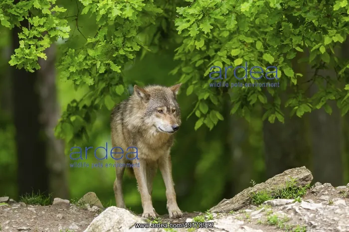 : Eastern wolf (Canis lupus lycaon) standing on a little hill : Eastern wolf (Canis lupus lycaon) standing on a little hill