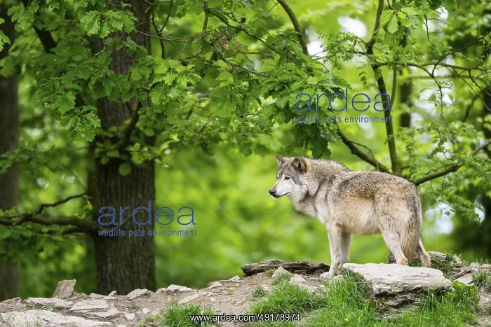: Eastern wolf (Canis lupus lycaon) standing on a little hill : Eastern wolf (Canis lupus lycaon) standing on a little hill